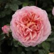 Kép 1/3 - Rosa 'Candy Rain™' - rózsaszín - angol rózsa