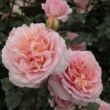 Rosa 'Candy Rain™' - rózsaszín - angol rózsa