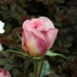 Kép 3/3 - Rosa 'Candy Rain™' - rózsaszín - angol rózsa