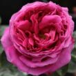 Kép 1/3 - Rosa 'Macbeth™' - rózsaszín - angol rózsa