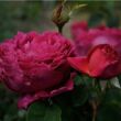 Kép 2/3 - Rosa 'Macbeth™' - rózsaszín - angol rózsa