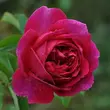 Kép 3/3 - Rosa 'Macbeth™' - rózsaszín - angol rózsa