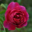 Rosa 'Macbeth™' - rózsaszín - angol rózsa