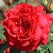 Kép 1/3 - Rosa 'Diablotin' - vörös - virágágyi floribunda rózsa
