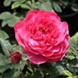 Rosa 'Diablotin' - vörös - virágágyi floribunda rózsa