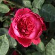 Kép 3/3 - Rosa 'Diablotin' - vörös - virágágyi floribunda rózsa