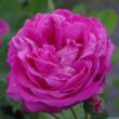Kép 1/3 - Rosa 'Duchesse de Rohan' - rózsaszín - történelmi - portland rózsa