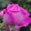 Kép 2/3 - Rosa 'Duchesse de Rohan' - rózsaszín - történelmi - portland rózsa