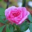 Rosa 'Duchesse de Rohan' - rózsaszín - történelmi - portland rózsa