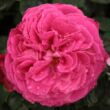 Kép 1/3 - Rosa 'Ausmary' - rózsaszín - angol rózsa