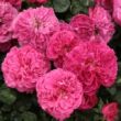Kép 2/3 - Rosa 'Ausmary' - rózsaszín - angol rózsa