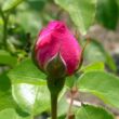 Rosa 'Ausmary' - rózsaszín - angol rózsa