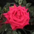 Kép 1/3 - Rosa 'Agkon' - rózsaszín - teahibrid rózsa