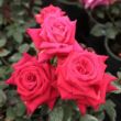 Kép 2/3 - Rosa 'Agkon' - rózsaszín - teahibrid rózsa
