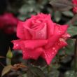 Kép 3/3 - Rosa 'Agkon' - rózsaszín - teahibrid rózsa