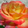 Kép 1/3 - Rosa 'Alinka' - sárga - vörös - virágágyi floribunda rózsa