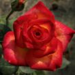 Kép 2/3 - Rosa 'Alinka' - sárga - vörös - virágágyi floribunda rózsa