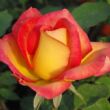 Rosa 'Alinka' - sárga - vörös - virágágyi floribunda rózsa