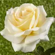 Kép 1/3 - Rosa 'Moonsprite' - sárga - virágágyi floribunda rózsa