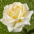Kép 1/3 - Rosa 'Moonsprite' - sárga - virágágyi floribunda rózsa