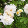 Kép 2/3 - Rosa 'Moonsprite' - sárga - virágágyi floribunda rózsa