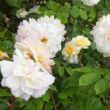 Rosa 'Moonsprite' - sárga - virágágyi floribunda rózsa