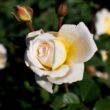 Rosa 'Moonsprite' - sárga - virágágyi floribunda rózsa