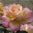 Kép 1/5 - Rosa 'Peace' (syn.: 'Gioia', 'Gloria Dei', 'Madame A. Meilland') - Teahibrid rózsa (sárga-rózsaszín)