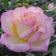 Kép 2/3 - Rosa 'Béke - Peace' - sárga - rózsaszín - teahibrid rózsa