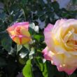 Rosa 'Béke - Peace' - sárga - rózsaszín - teahibrid rózsa