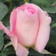 Rosa 'Aurelia' - rózsaszín - sárga - teahibrid rózsa