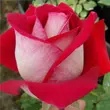 Kép 1/3 - Rosa 'Bajazzo®' - vörös - teahibrid rózsa