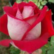 Kép 1/3 - Rosa 'Bajazzo®' - vörös - teahibrid rózsa