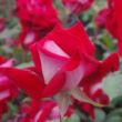 Kép 2/3 - Rosa 'Bajazzo®' - vörös - teahibrid rózsa