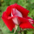 Rosa 'Bajazzo®' - vörös - teahibrid rózsa