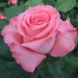 Kép 1/3 - Rosa 'Bel Ange®' - rózsaszín - teahibrid rózsa