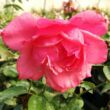 Rosa 'Bel Ange®' - rózsaszín - teahibrid rózsa