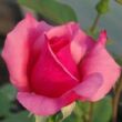 Kép 3/3 - Rosa 'Bel Ange®' - rózsaszín - teahibrid rózsa