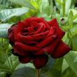Rosa 'Schwarze Madonna™' - vörös - teahibrid rózsa