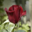 Rosa 'Schwarze Madonna™' - vörös - teahibrid rózsa
