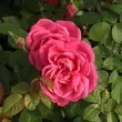 Kép 2/3 - Rosa 'Maria Callas®' - rózsaszín - teahibrid rózsa