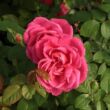 Rosa 'Maria Callas®' - rózsaszín - teahibrid rózsa