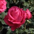Kép 3/3 - Rosa 'Maria Callas®' - rózsaszín - teahibrid rózsa