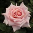 Kép 1/3 - Rosa 'Budatétény' - rózsaszín - teahibrid rózsa