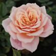 Rosa 'Budatétény' - rózsaszín - teahibrid rózsa