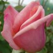 Rosa 'Budatétény' - rózsaszín - teahibrid rózsa