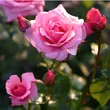Kép 2/3 - Rosa 'Carina®' - rózsaszín - teahibrid rózsa
