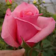 Kép 3/3 - Rosa 'Carina®' - rózsaszín - teahibrid rózsa