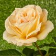 Kép 1/3 - Rosa 'Casanova' - sárga - teahibrid rózsa
