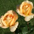 Kép 2/3 - Rosa 'Casanova' - sárga - teahibrid rózsa